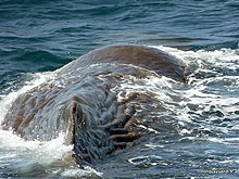 Cachalot - Kaikoura - Nouvelle Zélande